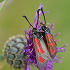 Beilfleck-Widderchen (Zygaena loti) hoch 2