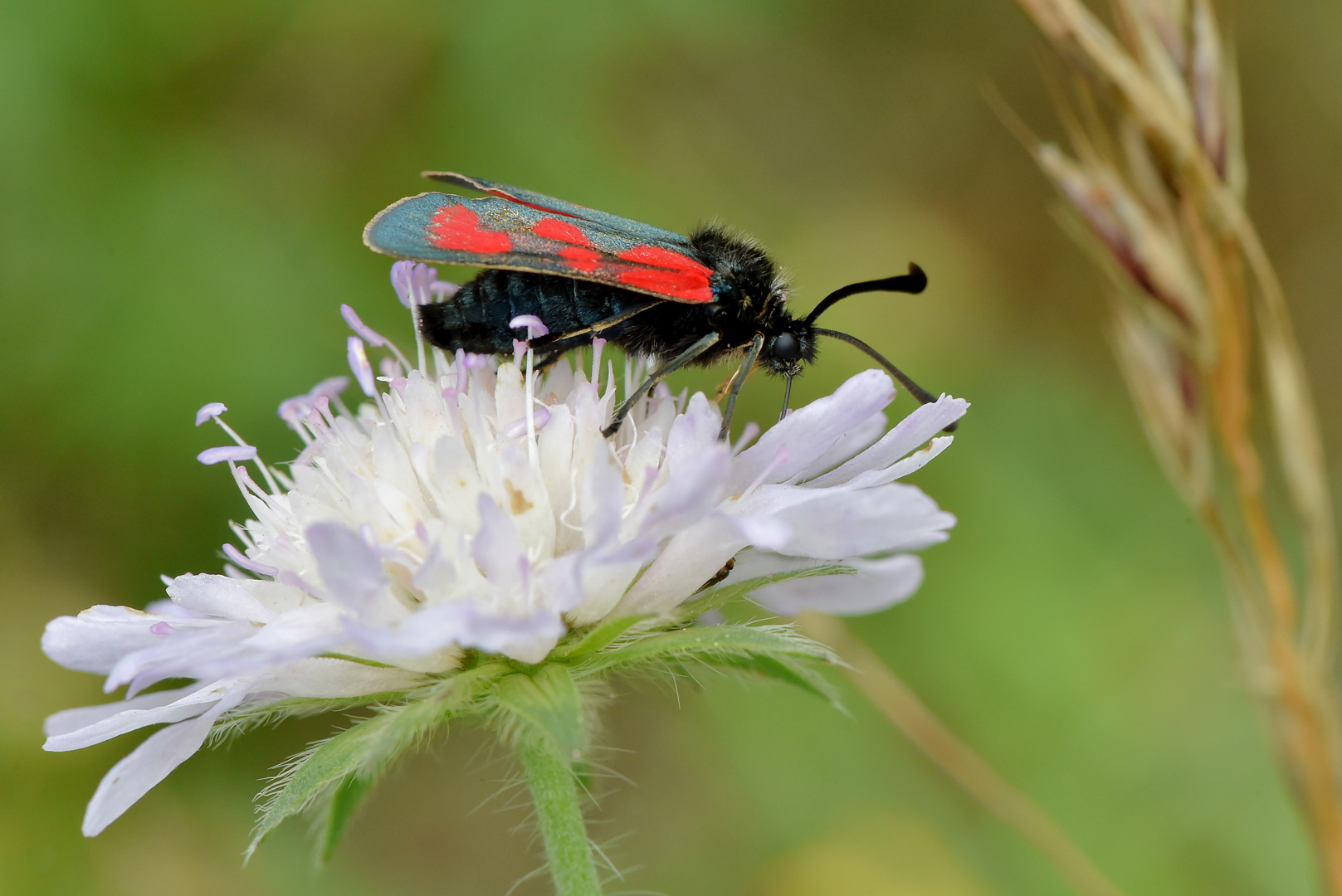 Beilfleck-Widderchen - Zygaena loti Profil