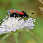 Beilfleck-Widderchen - Zygaena loti Profil