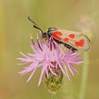 Beilfleck-Widderchen (Zygaena loti), Weibchen