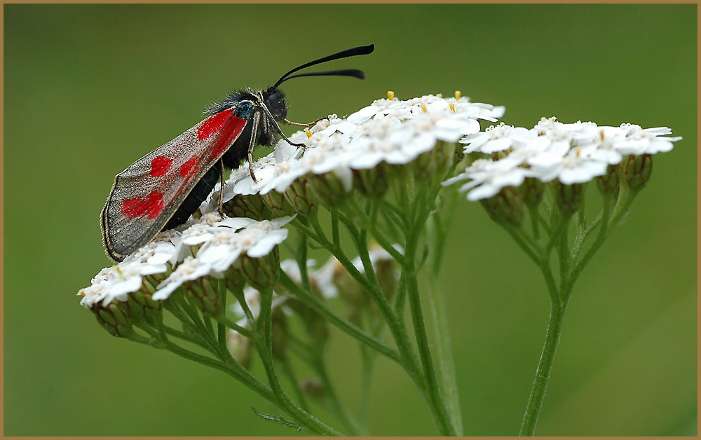 Beilfleckwidderchen