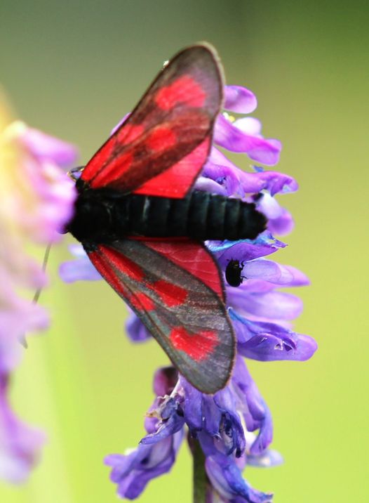 Beilfleckwidderchen (Zygaena loti)