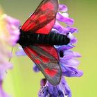 Beilfleckwidderchen (Zygaena loti)