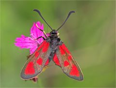 Beilfleckwidderchen, Zygaena loti