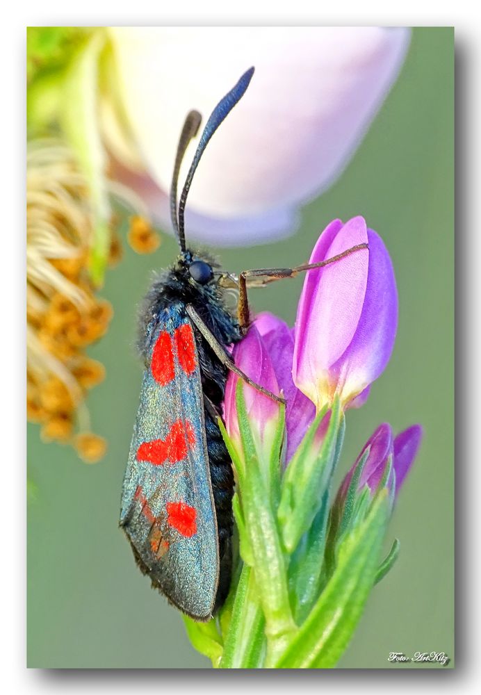 Beilfleckwidderchen - Zygaena loti