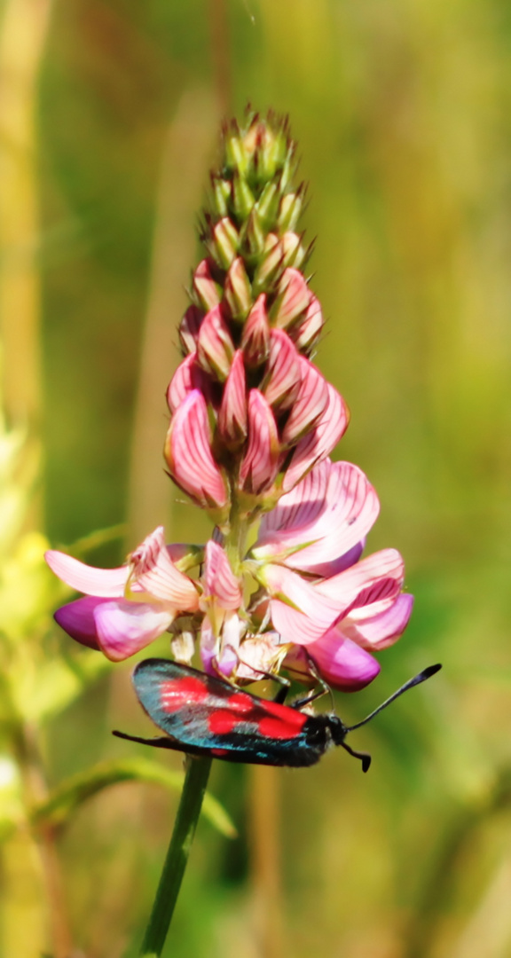 Beilfleckwidderchen (Zygaena loti)