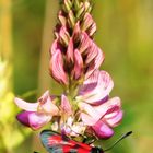 Beilfleckwidderchen (Zygaena loti)