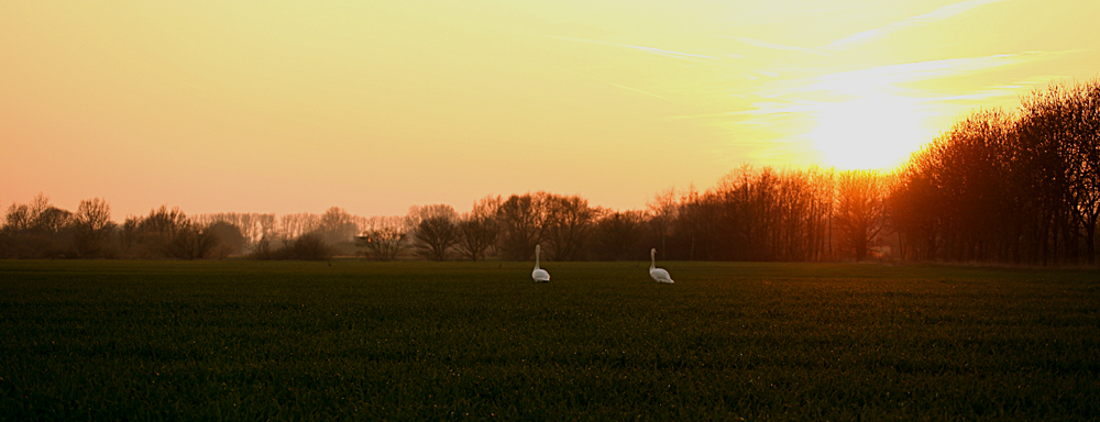 beim Abendspaziergang.....