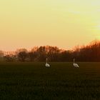 beim Abendspaziergang.....