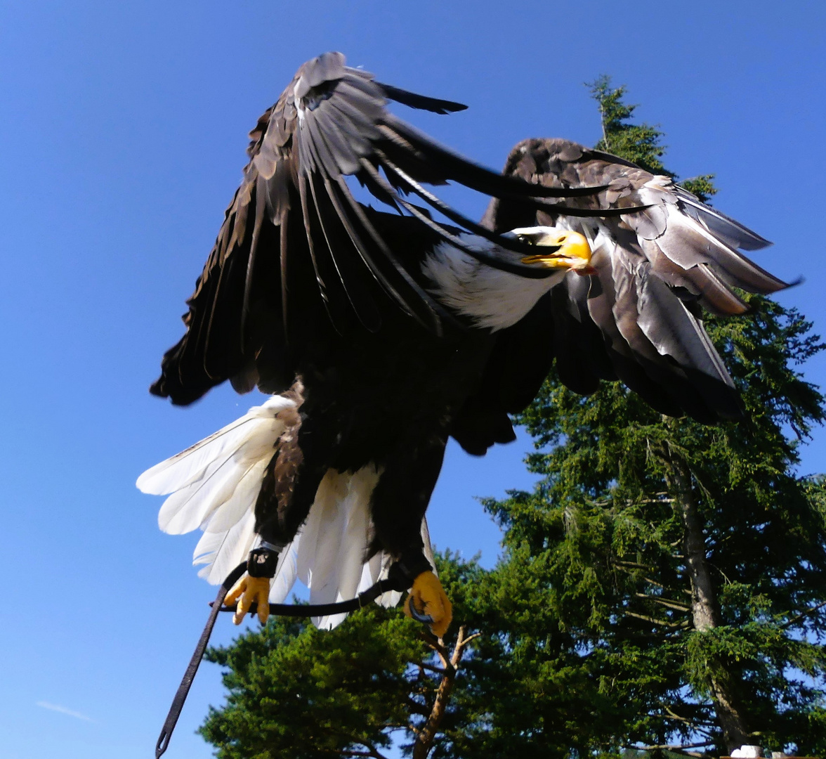 Beim Abflug des Weißkopfseeadlers