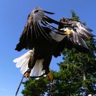 Beim Abflug des Weißkopfseeadlers