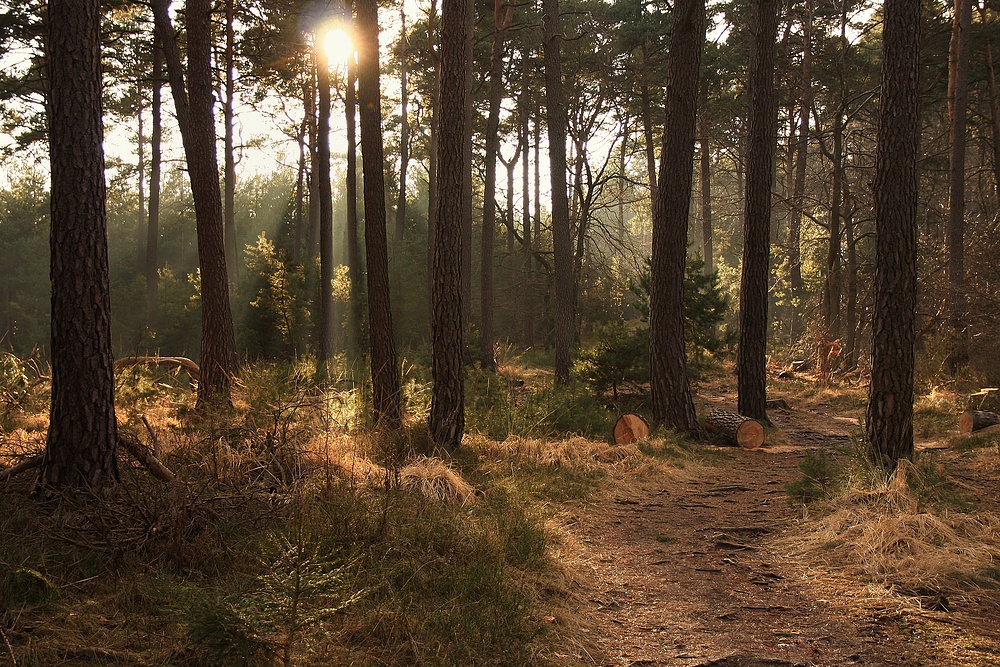 Beim Abstieg um 17 Uhr von der Hohe Loog, die Sonne kam doch noch zum vorschein.