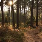 Beim Abstieg um 17 Uhr von der Hohe Loog, die Sonne kam doch noch zum vorschein.