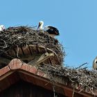 Beim Affenberg in Salem 1