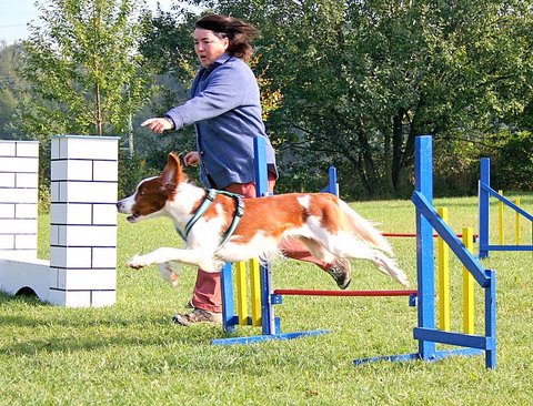 beim Agility