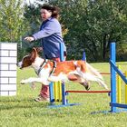 beim Agility