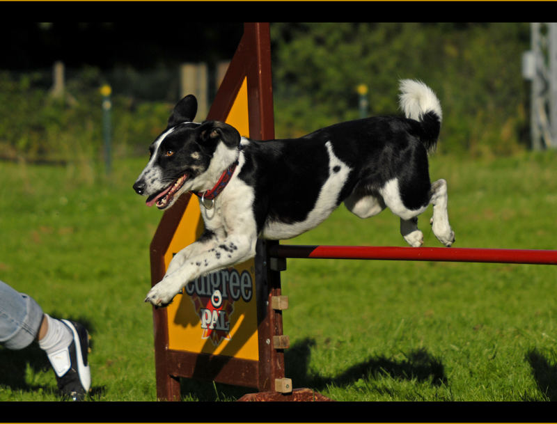 Beim Agility bin ich Frauchen....