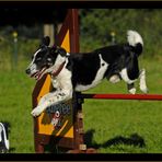 Beim Agility bin ich Frauchen....