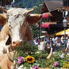 beim Alp-ab-zug auf-gelaufen