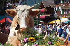 beim Alp-ab-zug auf-gelaufen