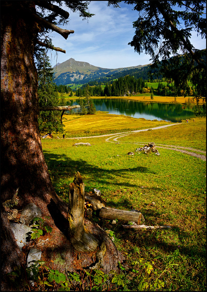 beim alten Baum