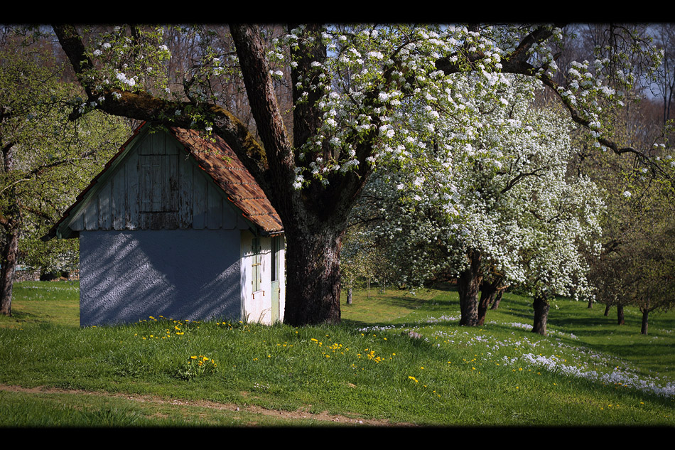 Beim alten Birnbaum