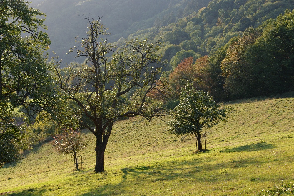 Beim alten Birnbaum