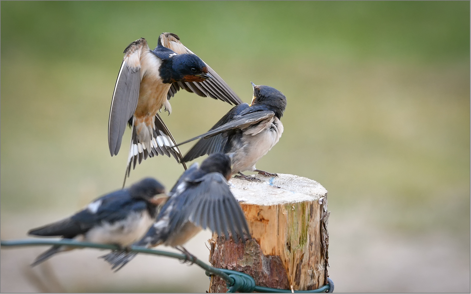 Beim  Anflug zur Futterübergabe   . . .