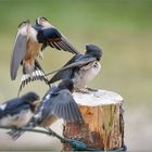 Beim  Anflug zur Futterübergabe   . . .