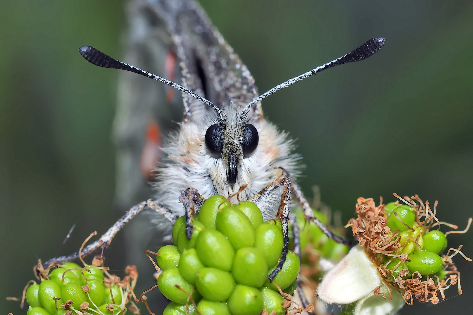 Beim Apollo am gedeckten Tisch. Das Menü: grüne Brombeeren! - L'Apollon à table!