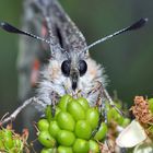 Beim Apollo am gedeckten Tisch. Das Menü: grüne Brombeeren! - L'Apollon à table!