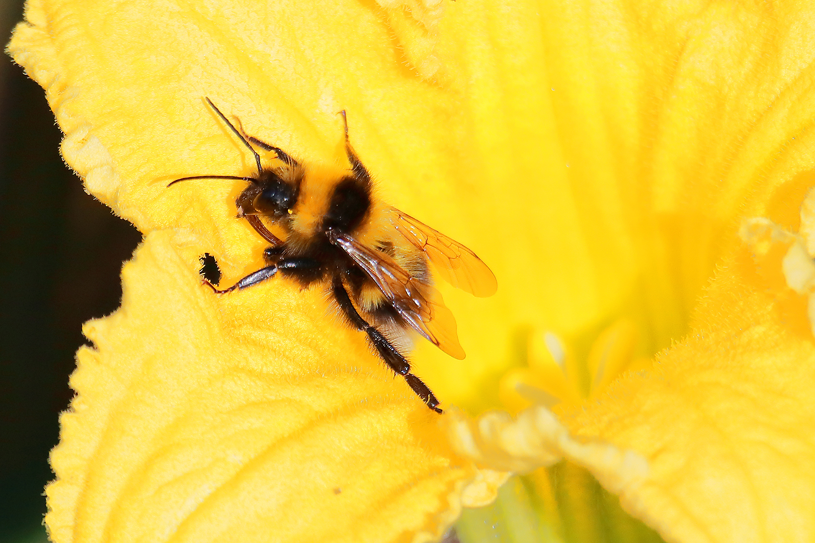 Beim Aufstieg aus der Kürbisblüte