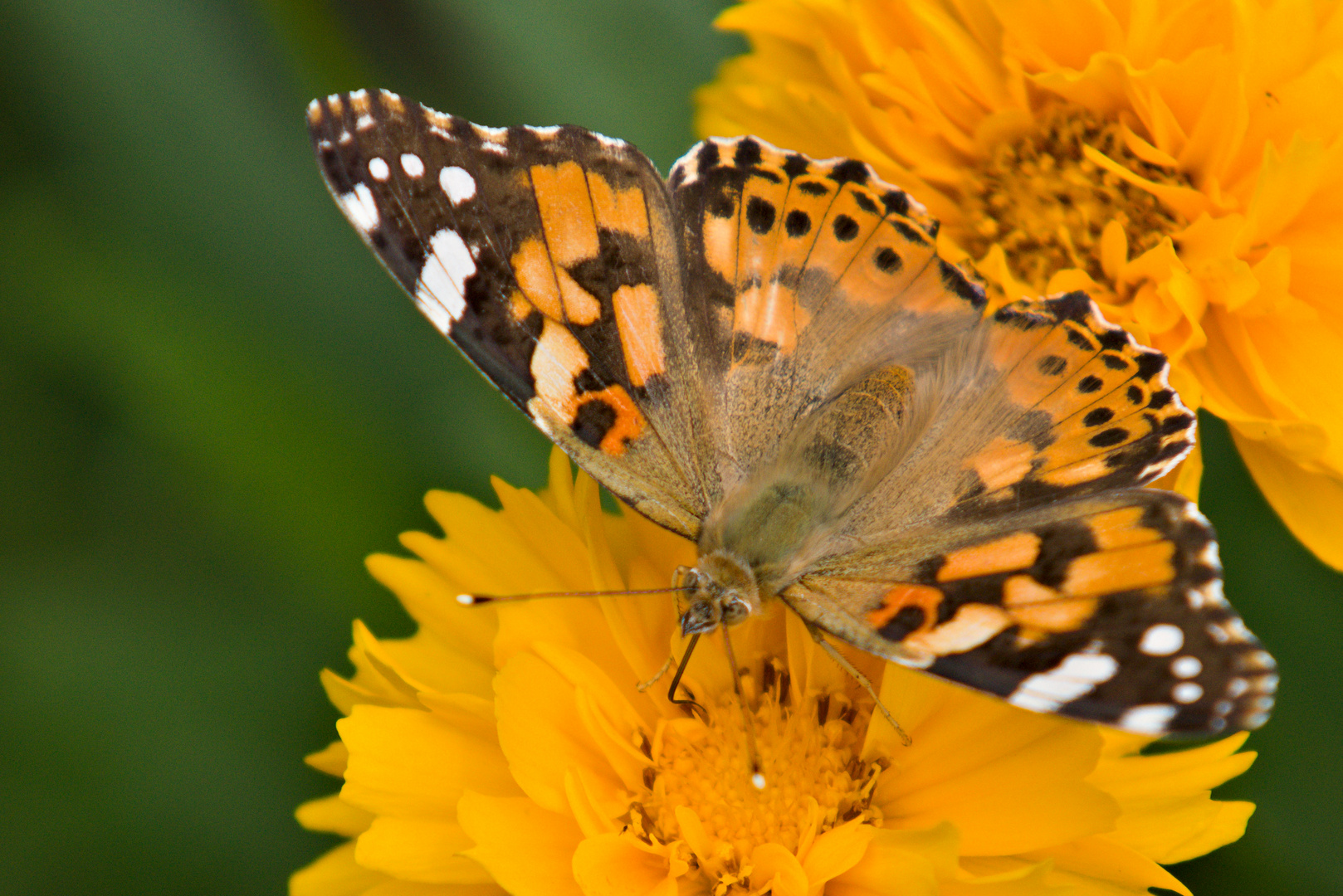 Beim Auftanken Sprit Kostenlos Foto Bild Makro Natur Nahaufnahme Bilder Auf Fotocommunity