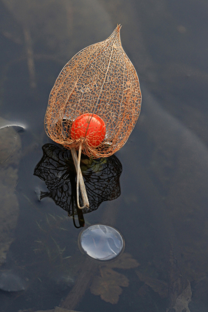 beim Auftauen des Gartenteichs