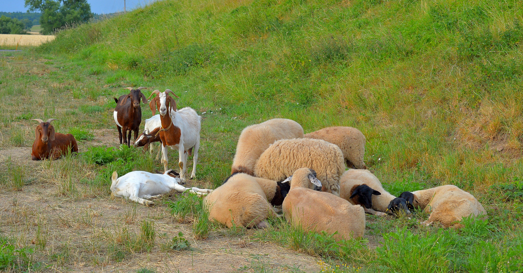 beim Ausruhen (descansando)