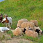 beim Ausruhen (descansando)