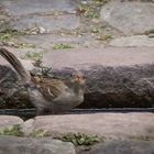 Beim Baden gestört