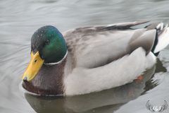 Beim Baden gestört