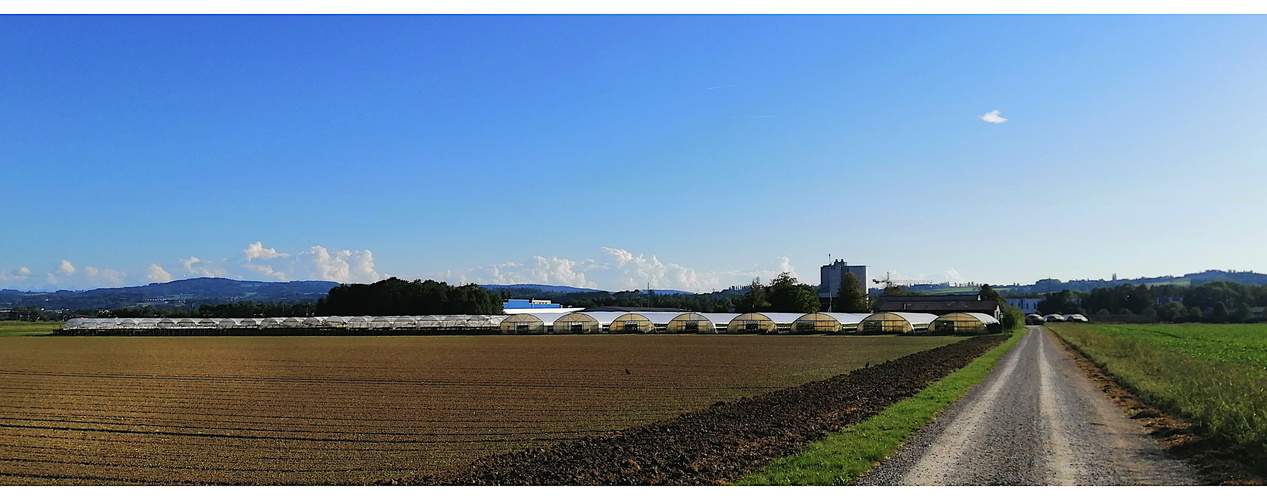 Beim Beerenproduzenten