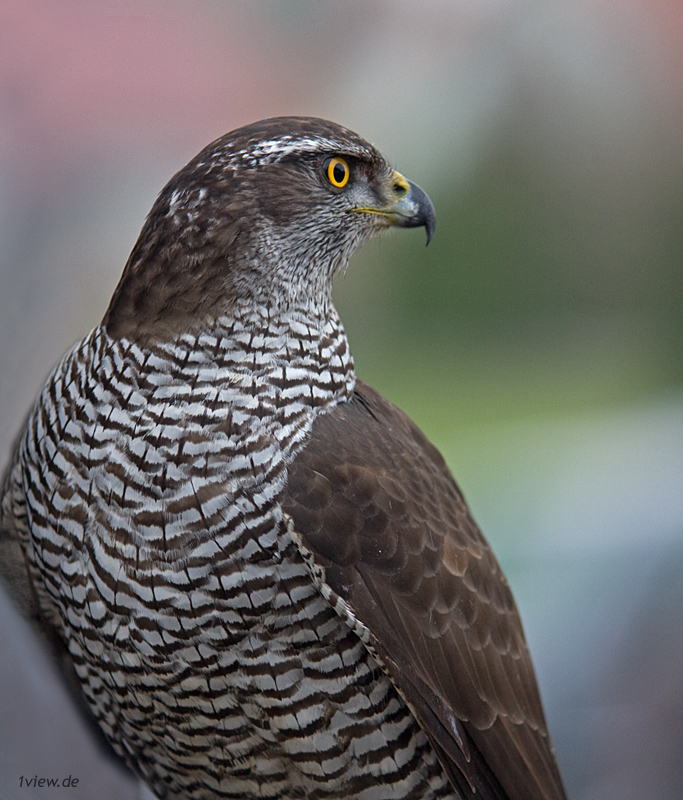 Beim Beizvogelappell