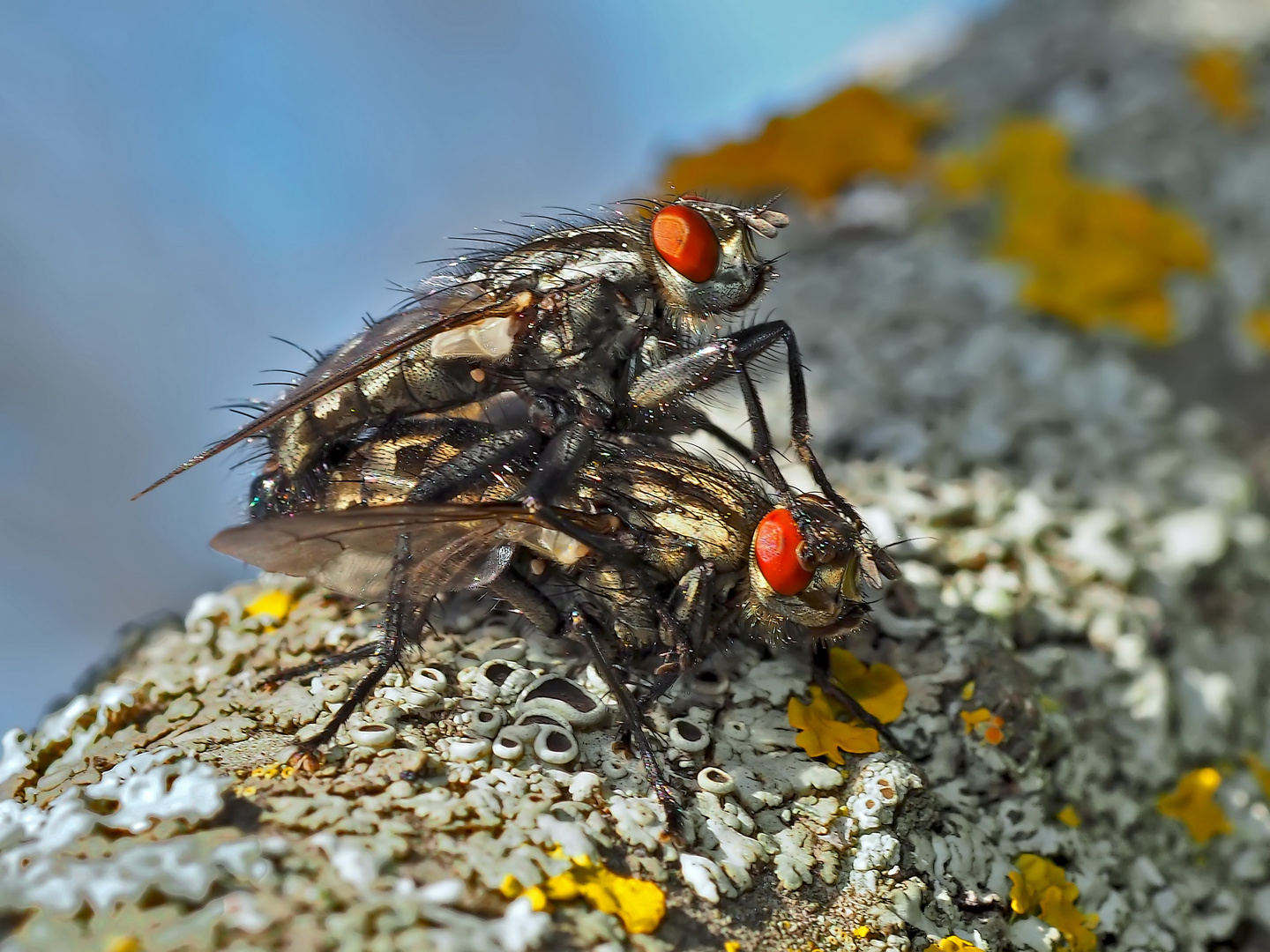 Beim Besuch bei den Flechten haben sie sich verliebt! - L'amour ardent du printemps...