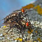 Beim Besuch bei den Flechten haben sie sich verliebt! - L'amour ardent du printemps...