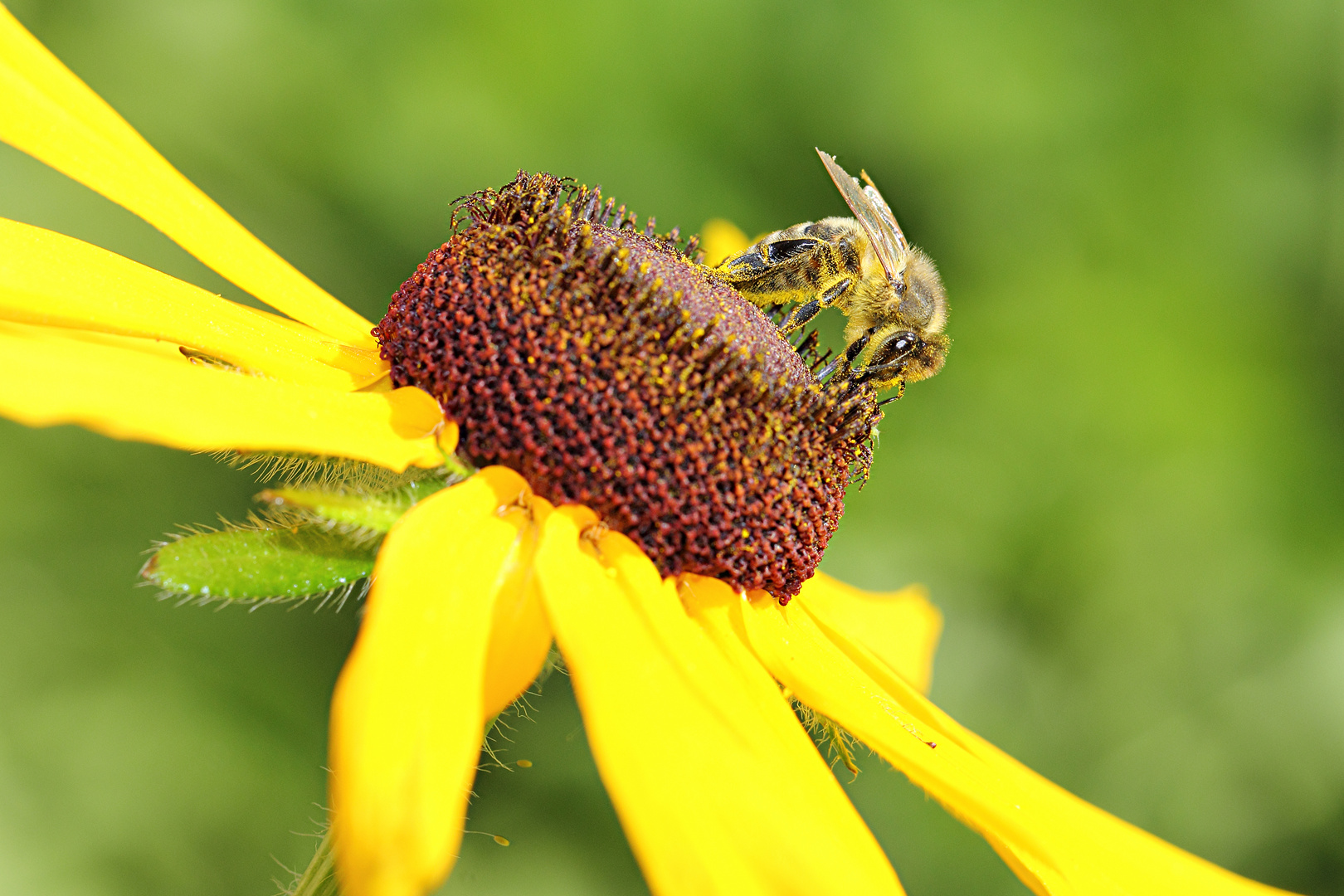 ...beim Blüten bestäuben...