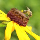 ...beim Blüten bestäuben...