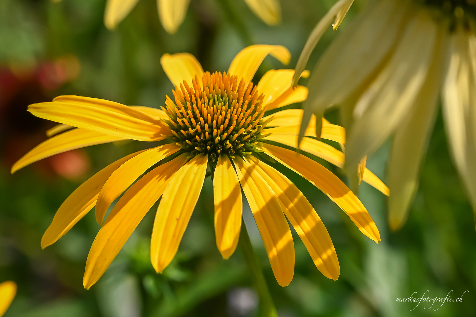 Beim Blumen holen für die Frau gleich ein paar Fotos gemacht!! 01