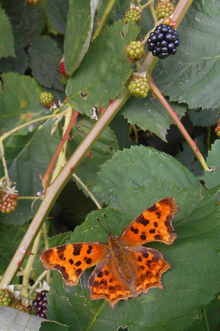 Beim Brombeerenpflücken