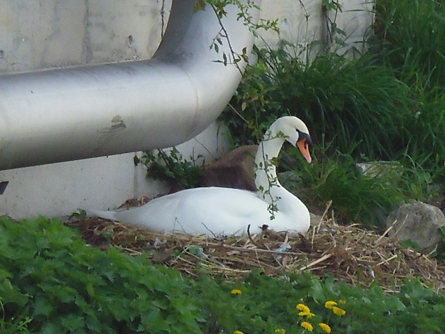 Beim Brüten