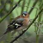 Beim Buchfinkenhahn ...