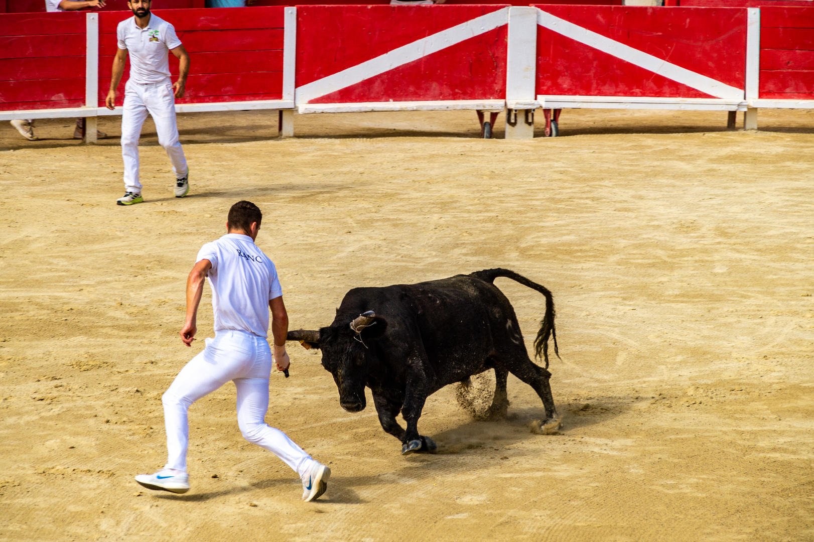 Beim "Course camargaise"