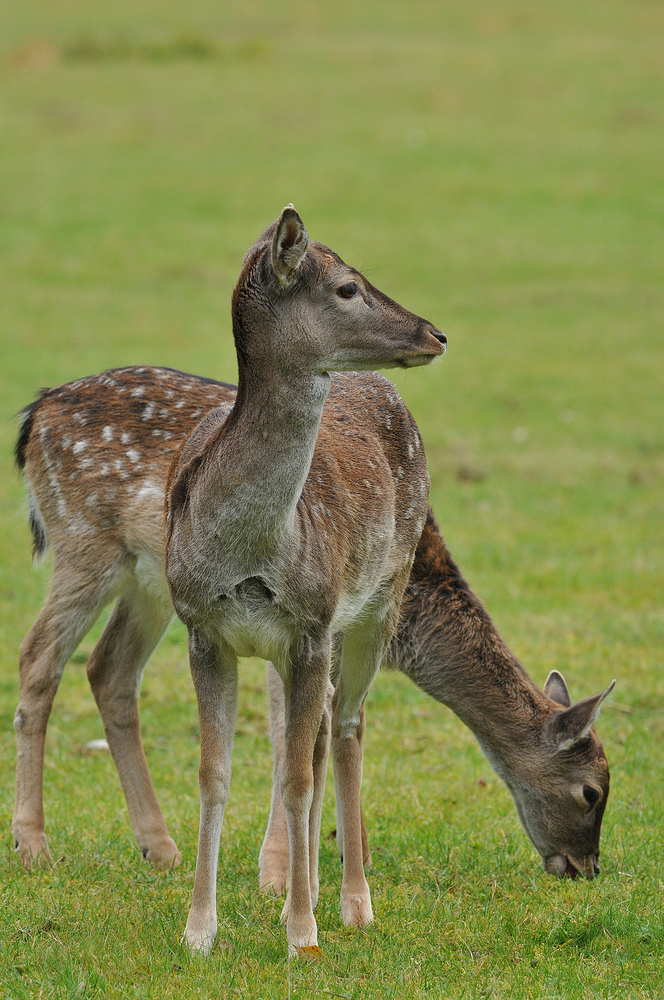 Beim Damwild 02